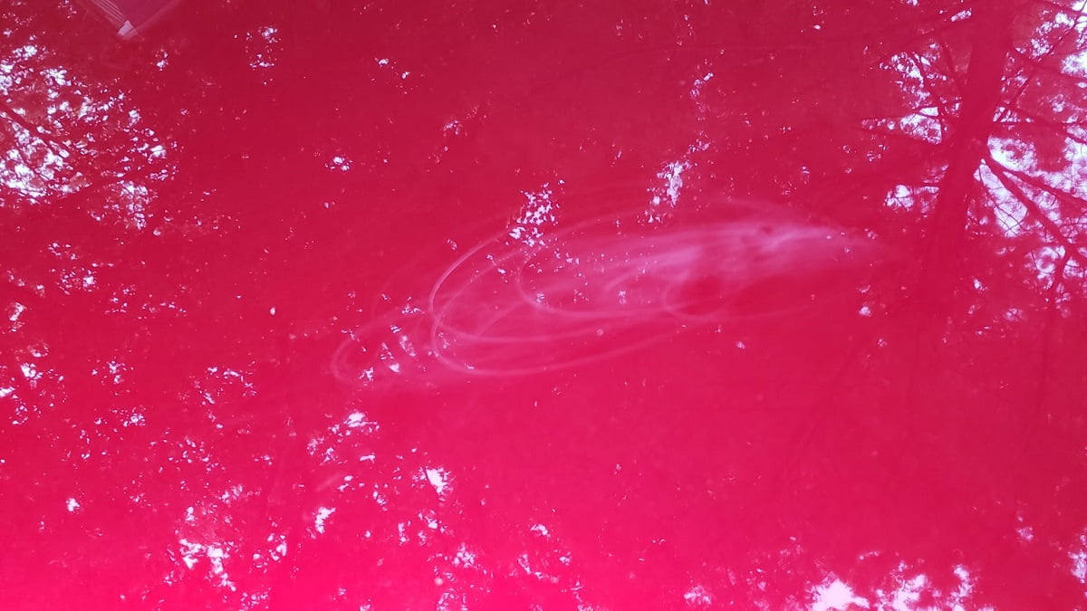 How To Safely Remove Bird Poop From Your Car and Prevent Damage